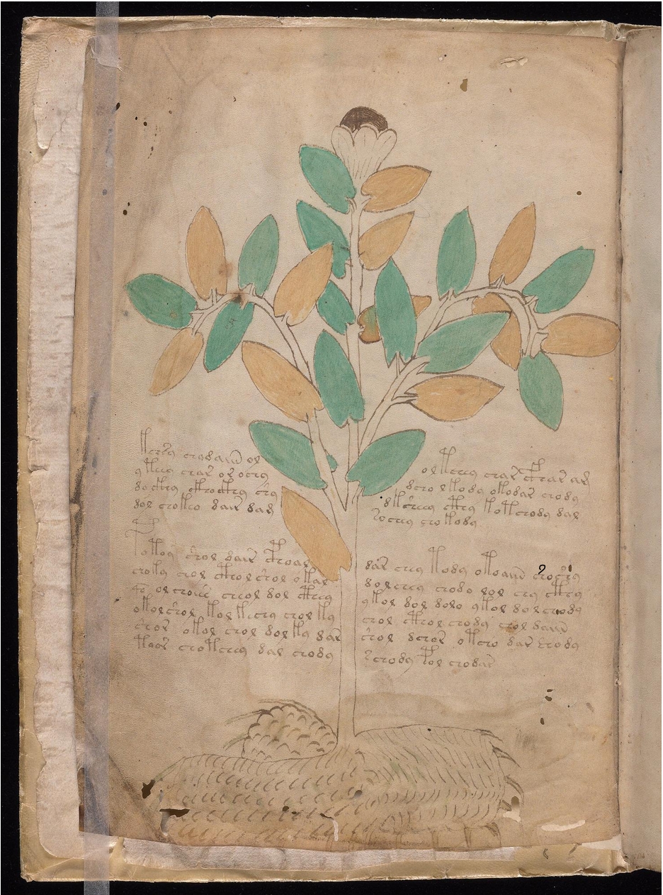 Original manuscript of Folio 1v Lemon Tree